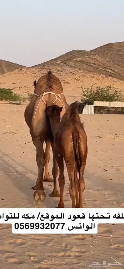 خلفه ساحليه(( تم البيع )) 4