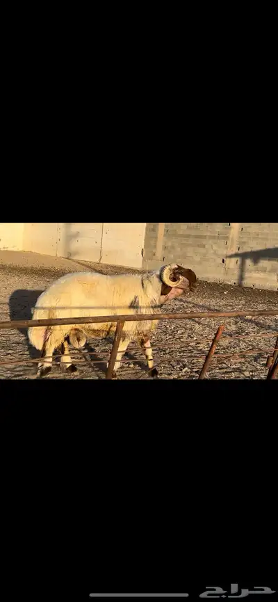 فحول نعيم مقنوي وصنف للبيع 0