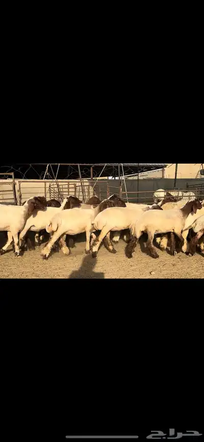 جذعات نعيم مقنوي فاخرة للبيع 11
