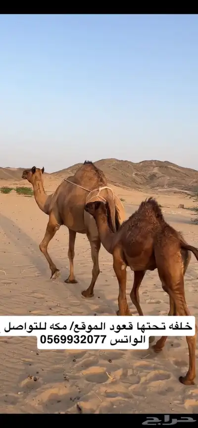 خلفه ساحليه(( تم البيع )) 7