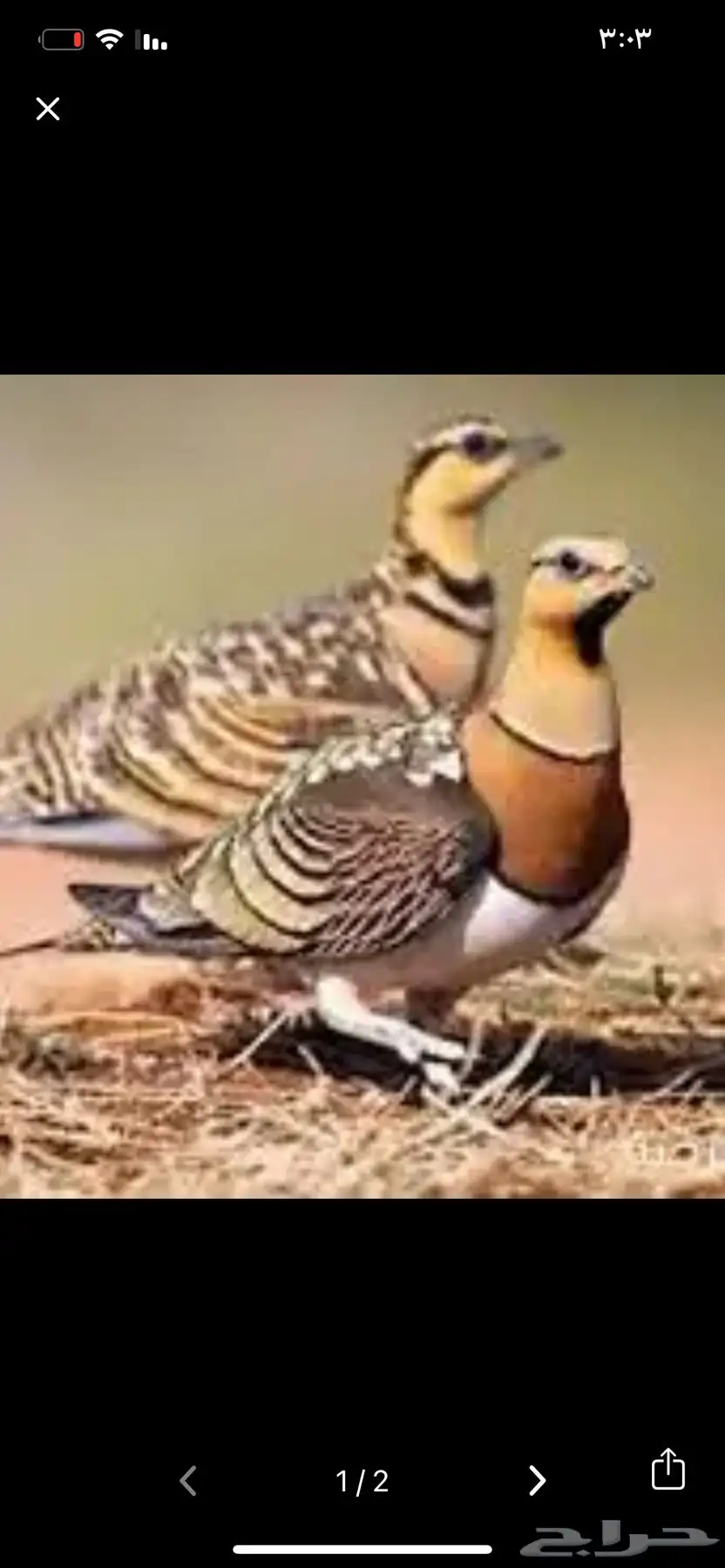 جنوب حايل الروضه 0