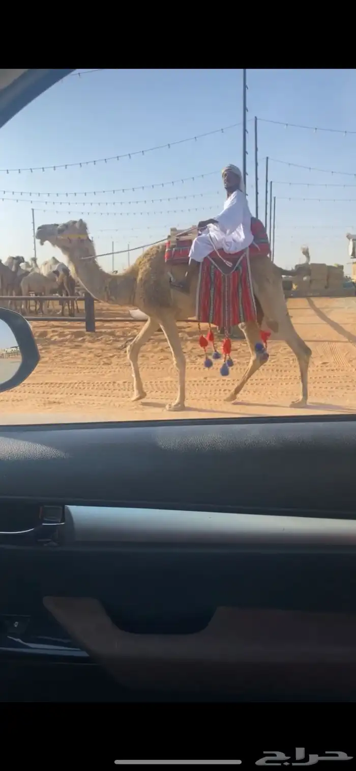 رحول ابل طوع 0