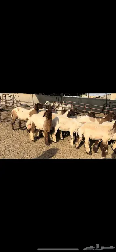 جذعات نعيم مقنوي فاخرة للبيع 5