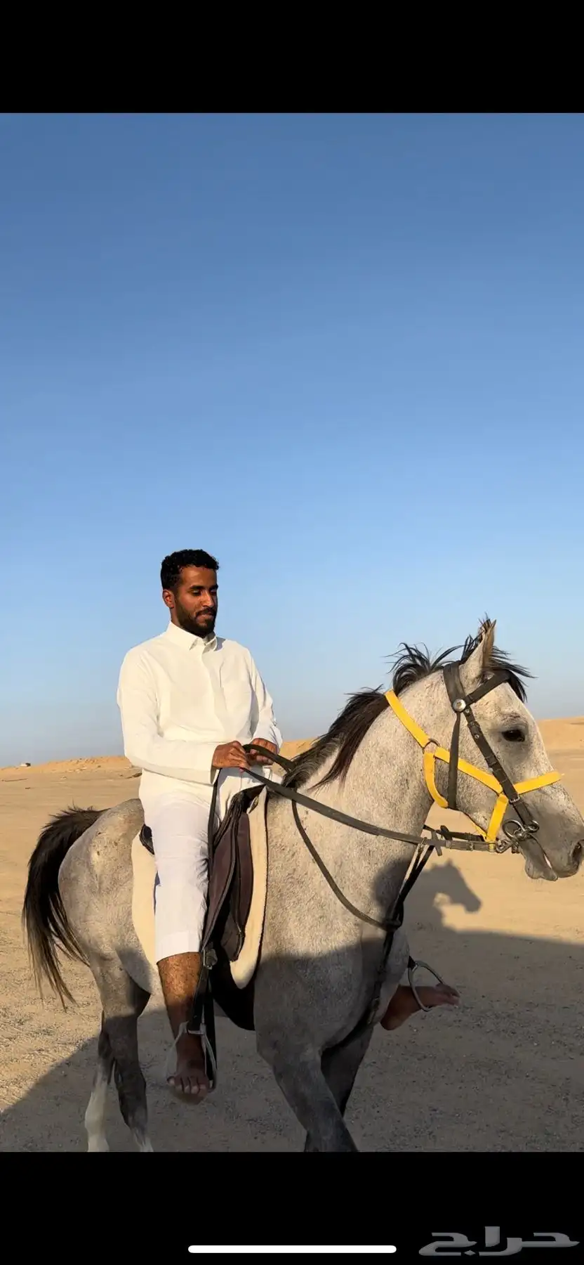 حصان 0