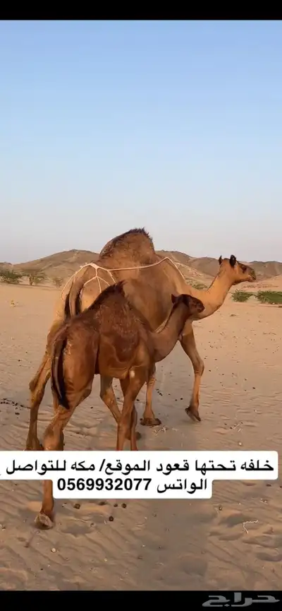 خلفه ساحليه(( تم البيع )) 5