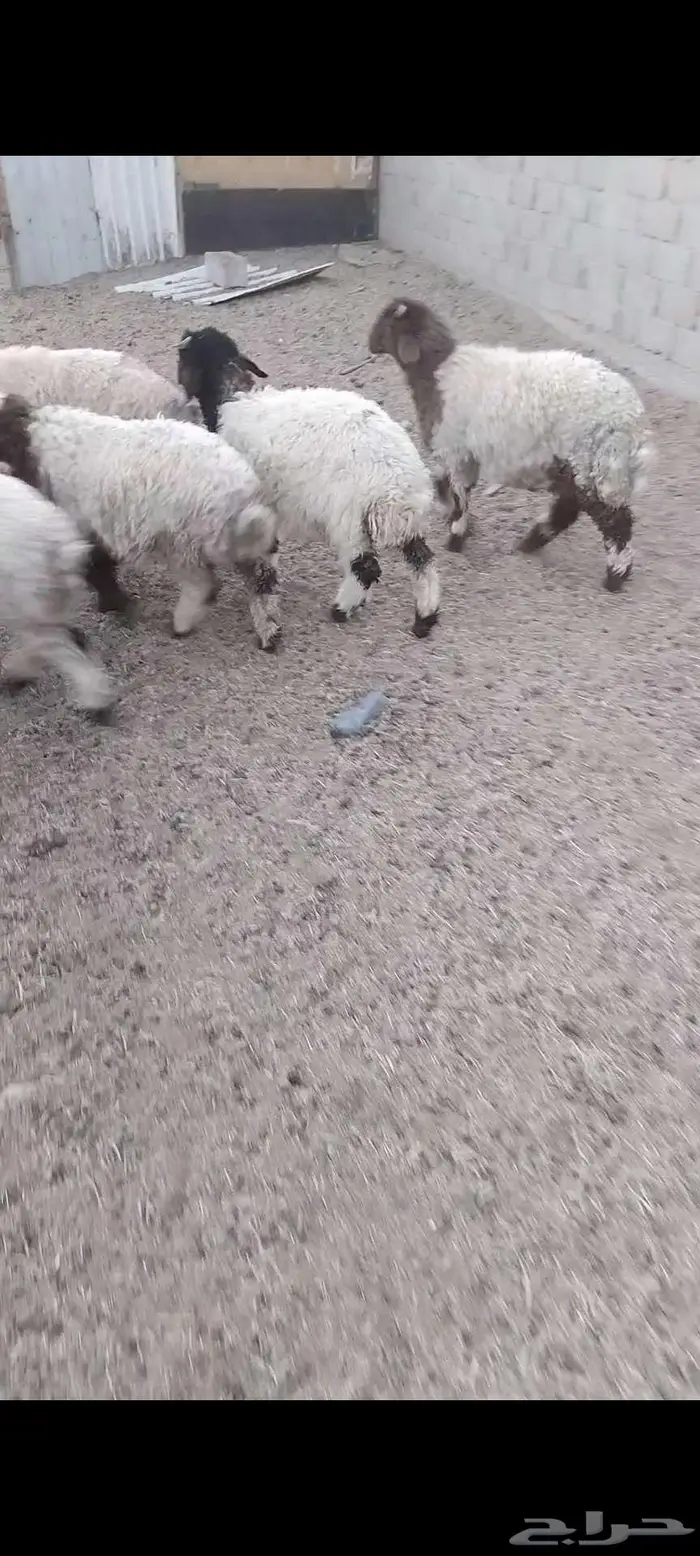 ذبائح برية 3