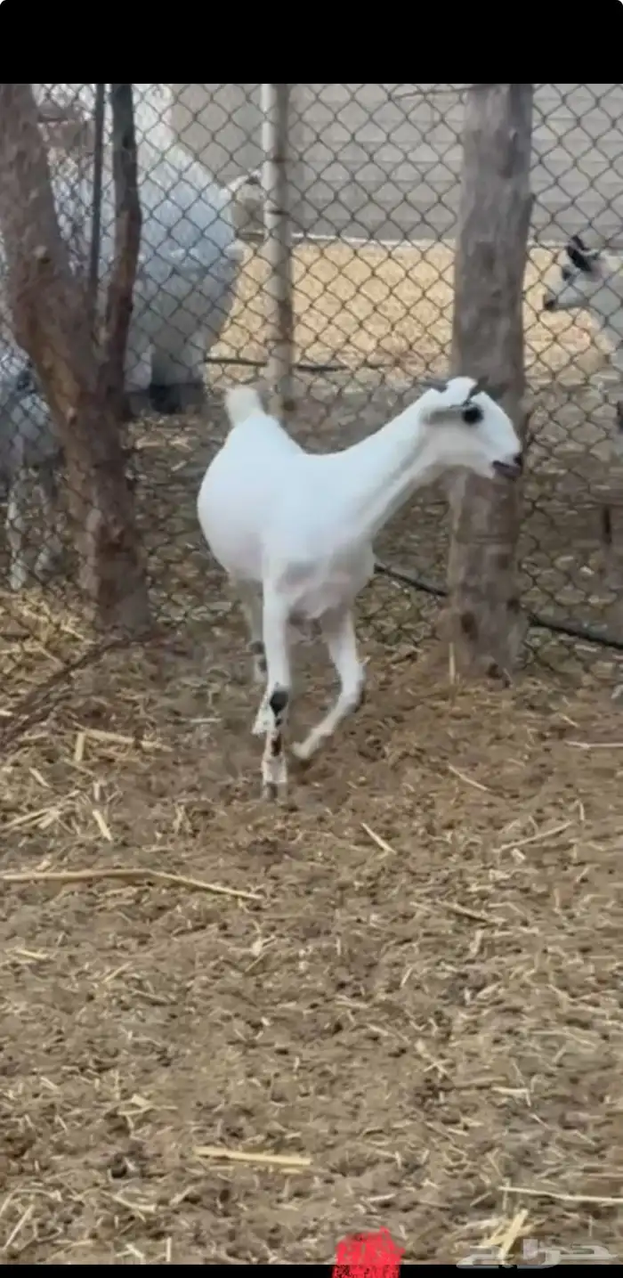 جفره كايفه تم البيع 0