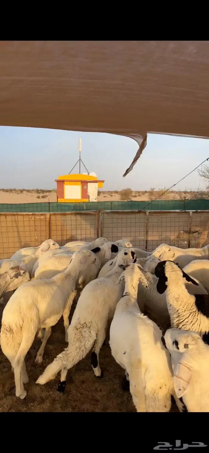 سواكن مرباه للبيع 0