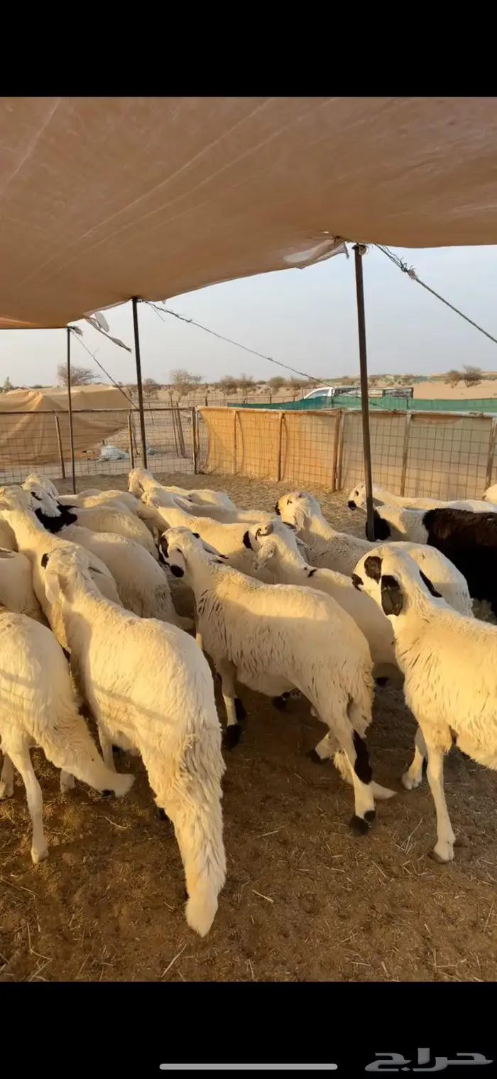 سواكن مرباه للبيع 1