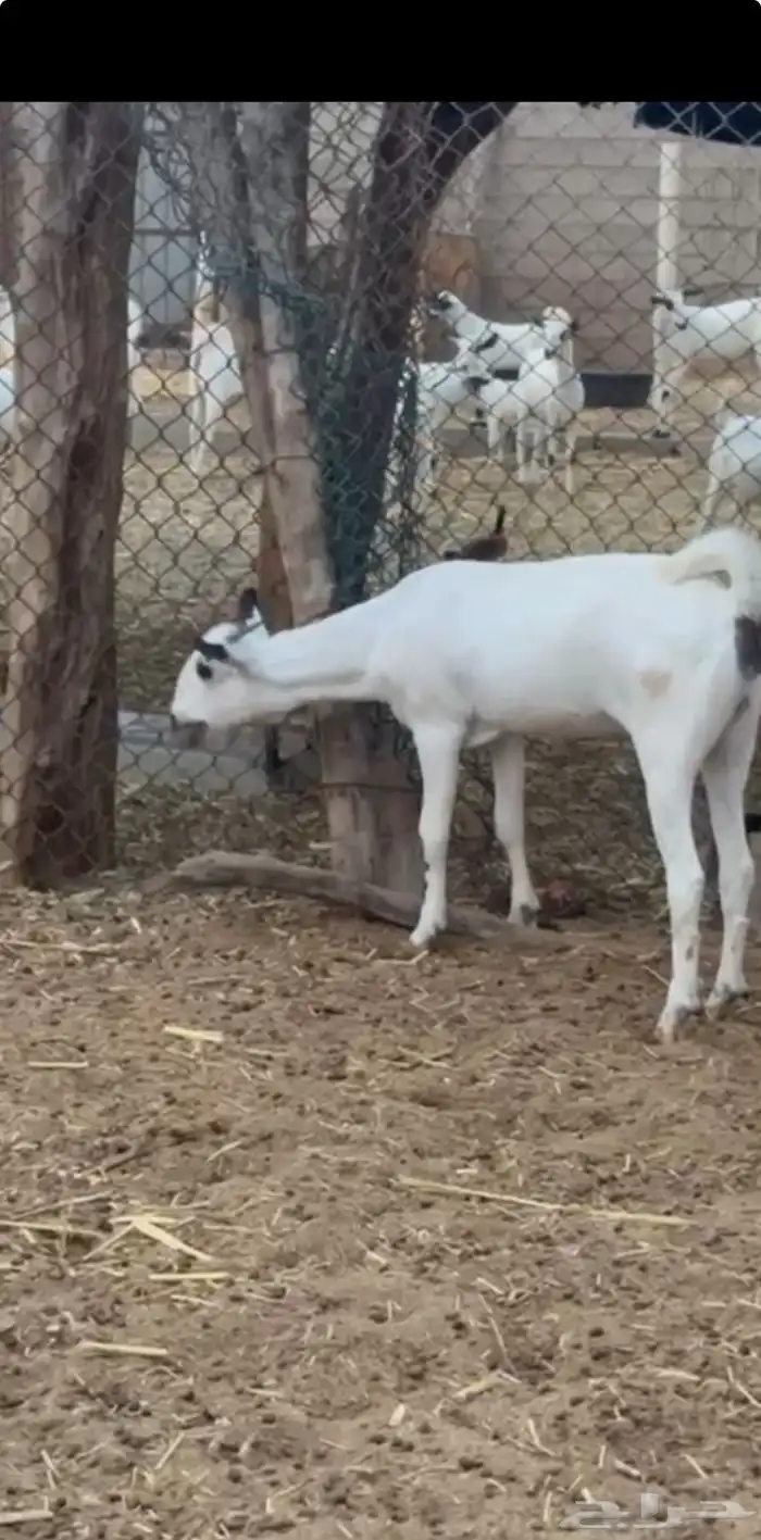 جفره كايفه تم البيع 4