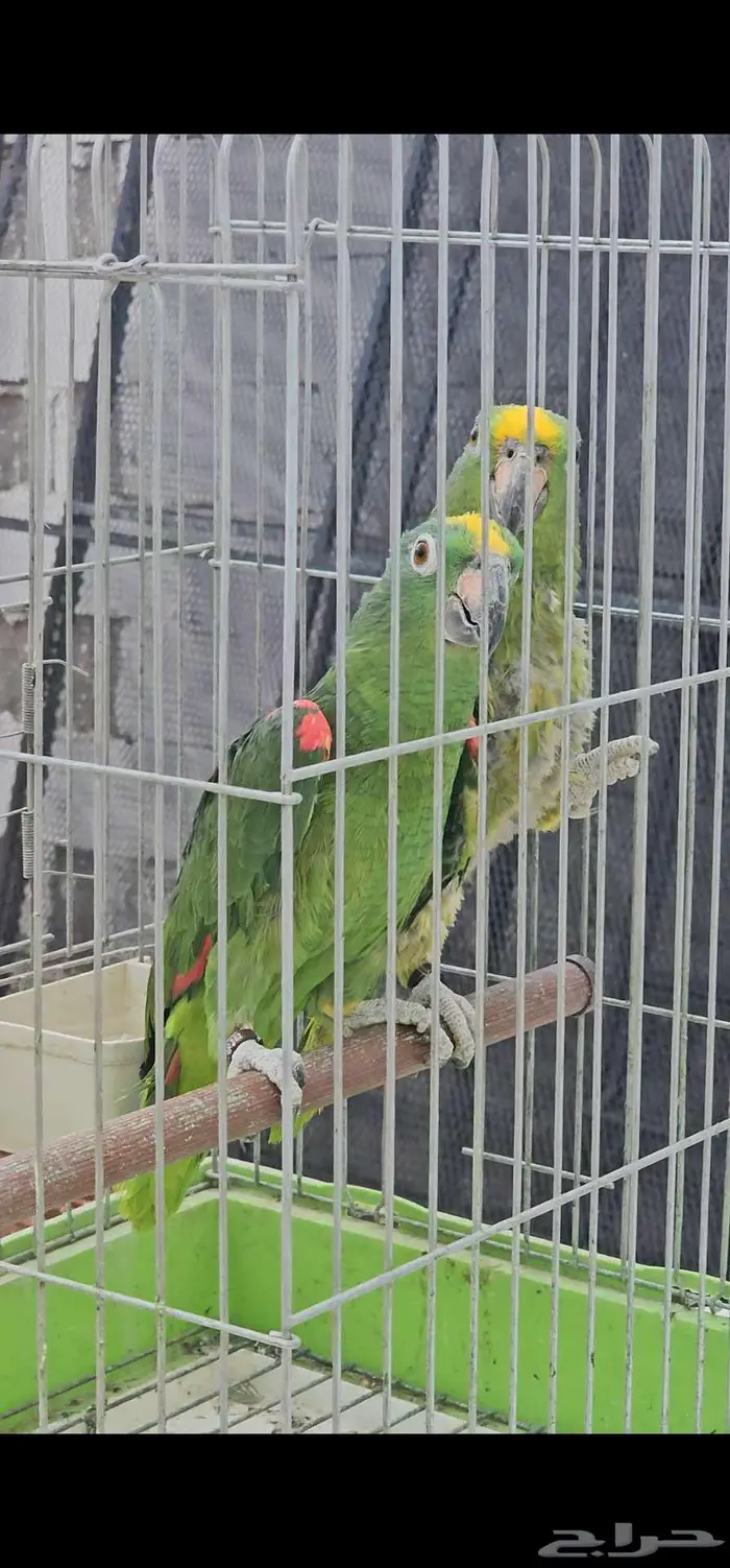 جوز امزوني يلو كراااون وحش للانتاج فقط 1