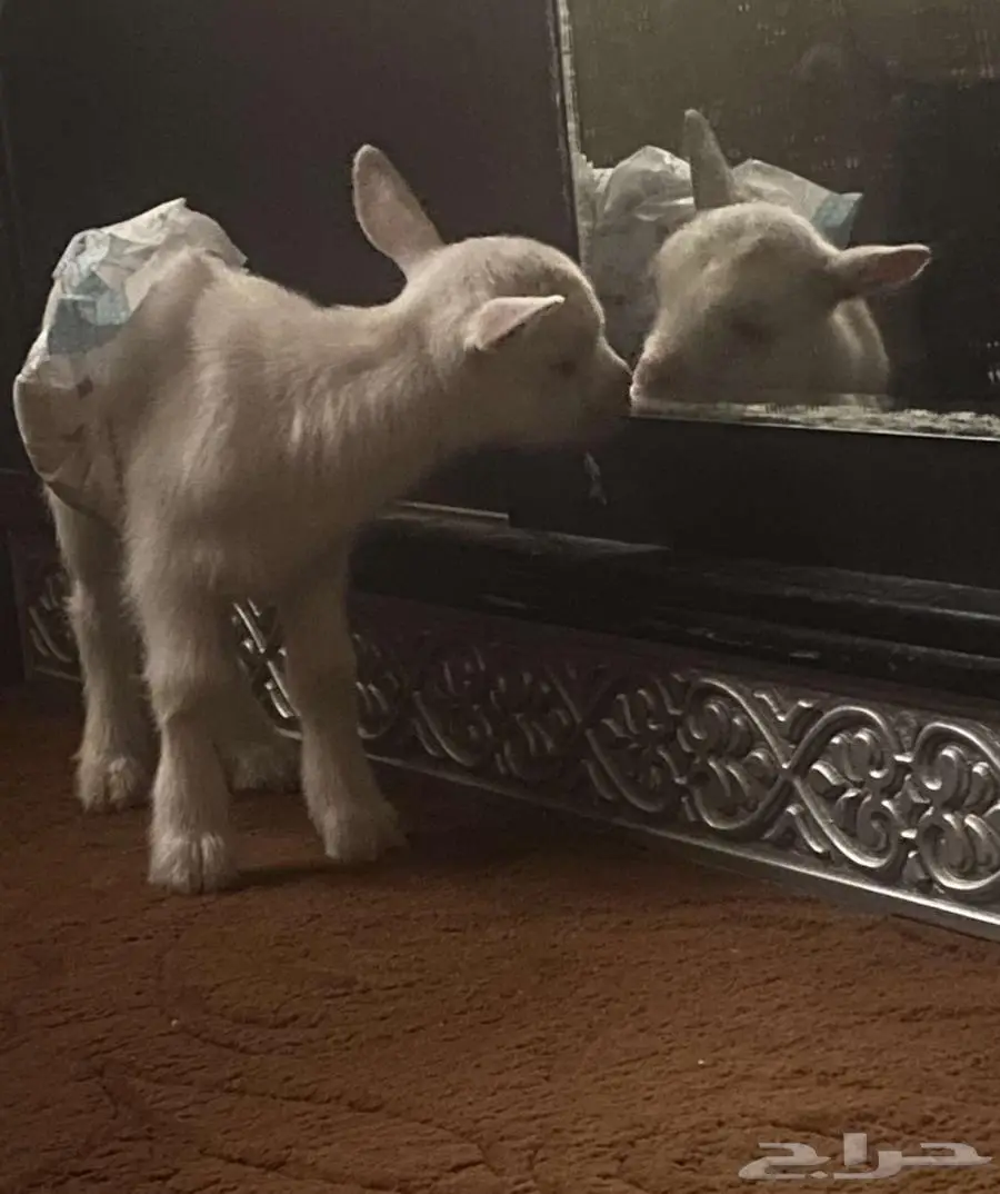 عنز قزمي ابيض 1