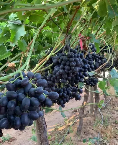 مزارع خبرة بالزراعة 7