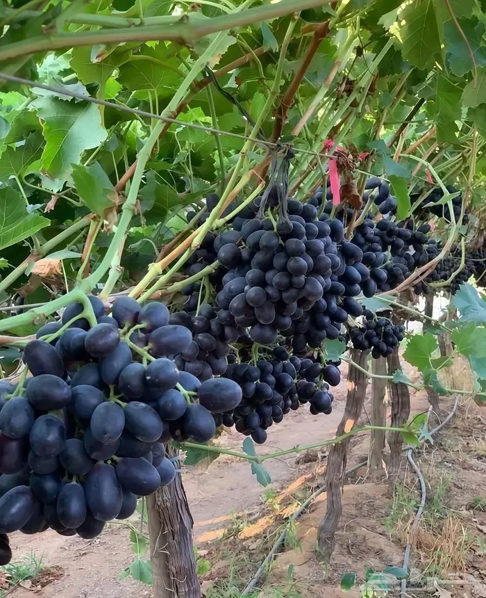 مزارع خبرة بالزراعة 7