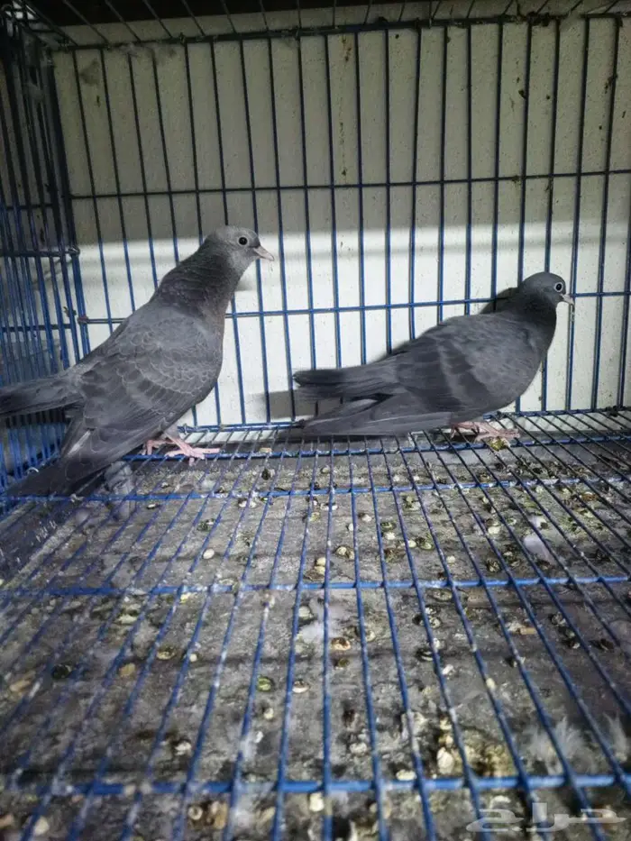 حمام صنعاني ازرق 0