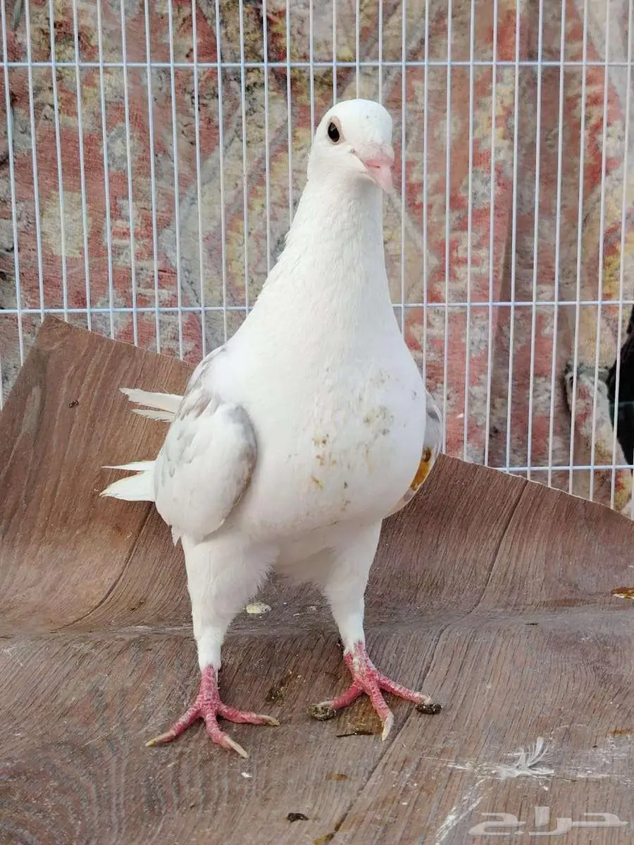 ثلاث حبات زواجل مكتف 2