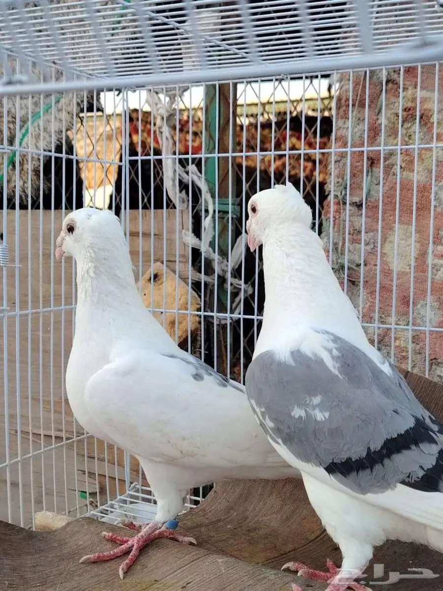 ثلاث حبات زواجل مكتف 0