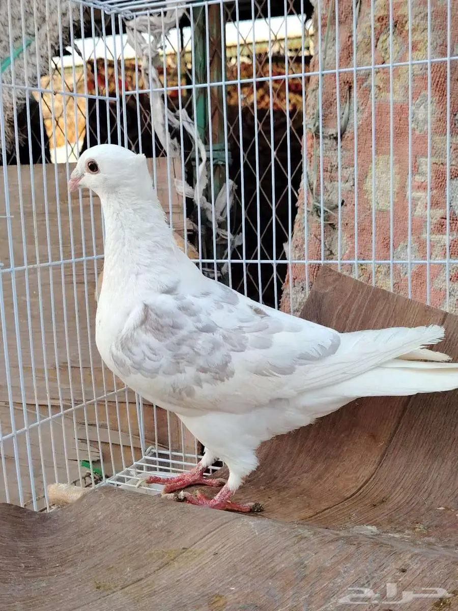 ثلاث حبات زواجل مكتف 3