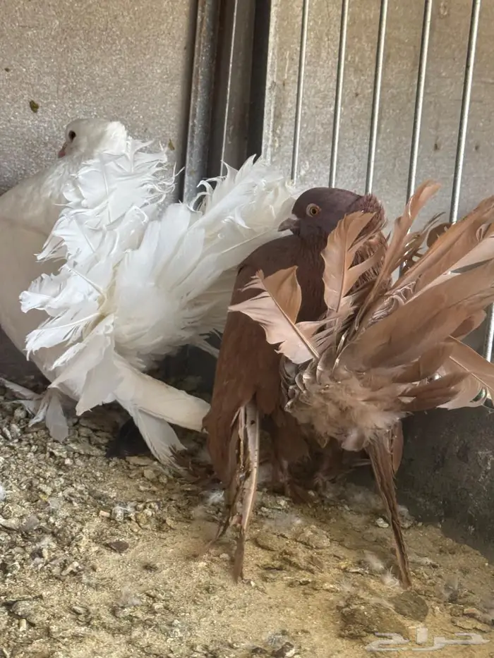 زوج رقاص امريكي 1