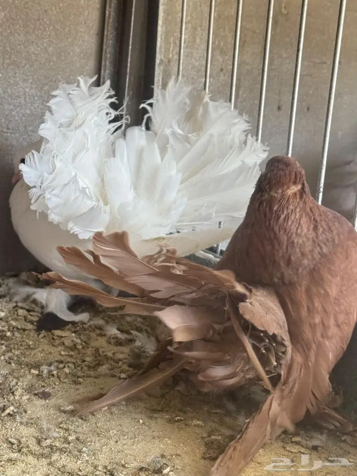 زوج رقاص امريكي 2