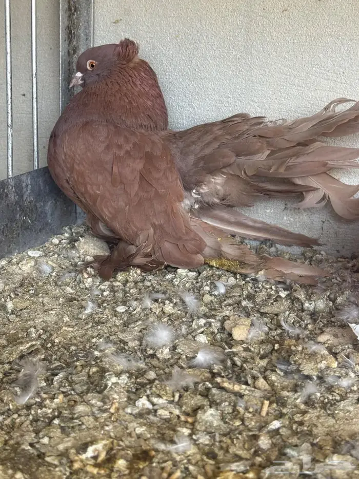 زوج رقاص امريكي 3