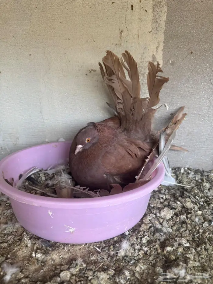 زوج رقاص امريكي 4