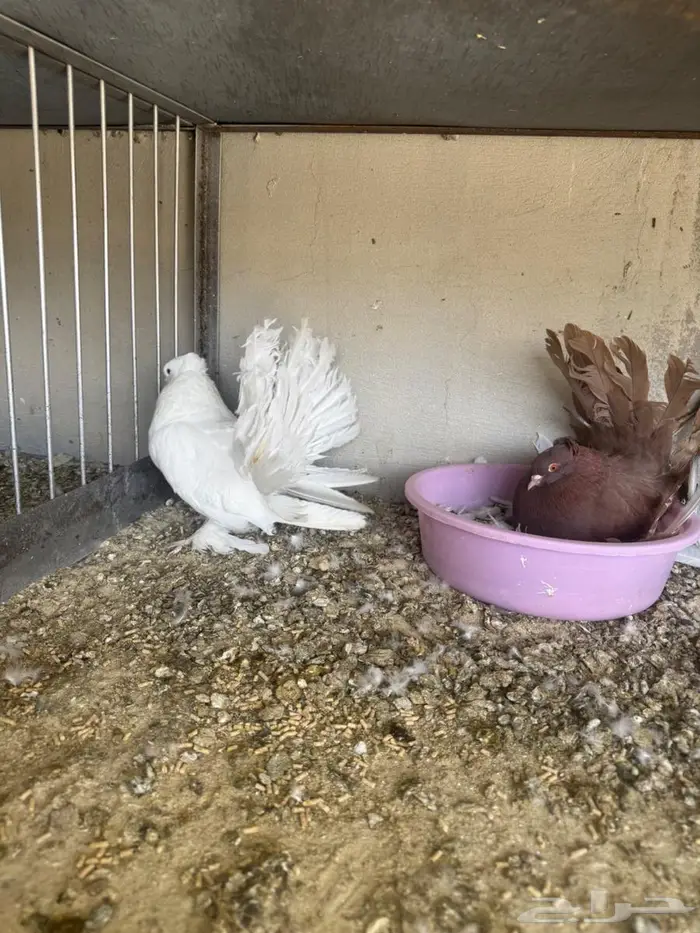 زوج رقاص امريكي 0