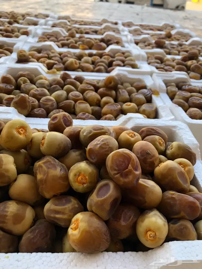 روثانة المدينة 1