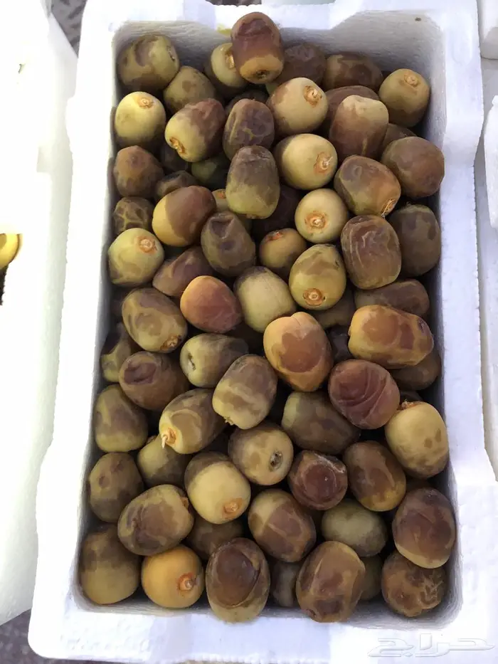 روثانة المدينة 0