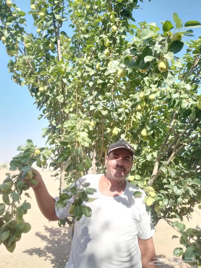 مزارع خبرة بالزراعة 23