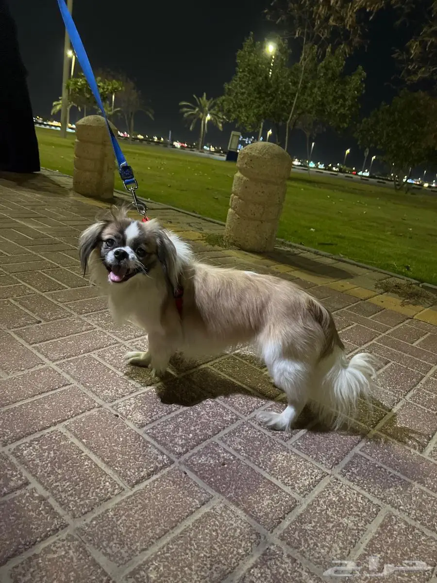 القطيف 0