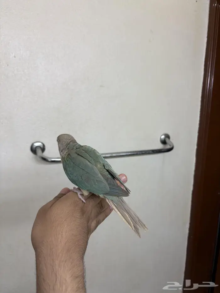 كنيور هدد ازرق 5