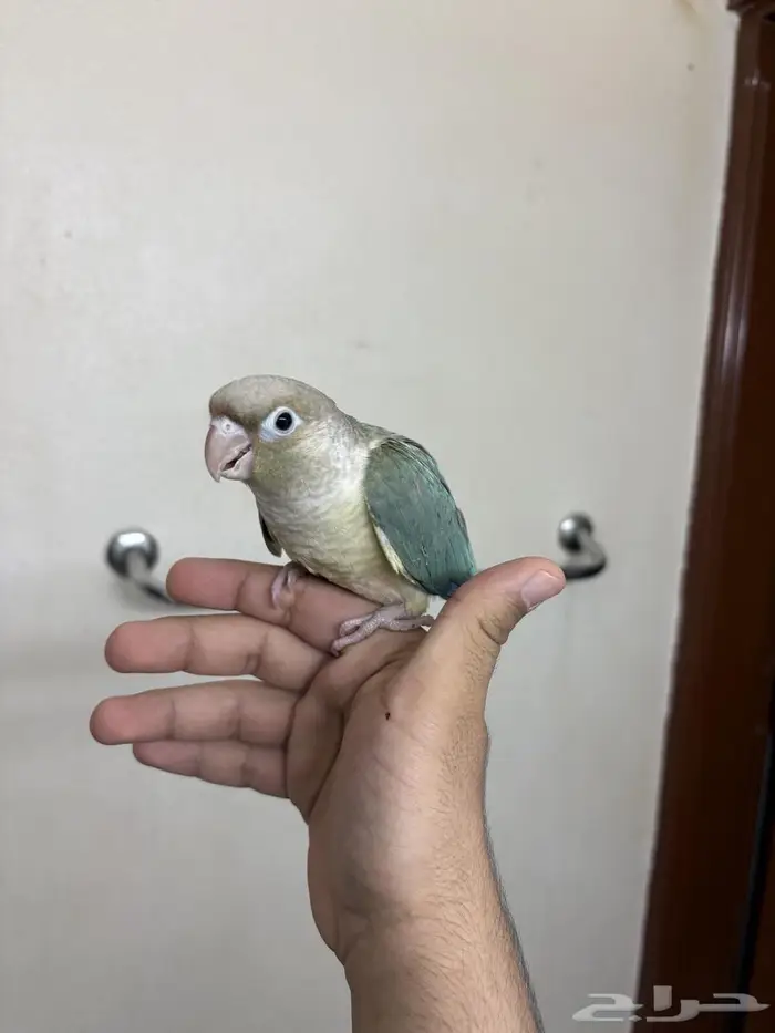 كنيور هدد ازرق 2