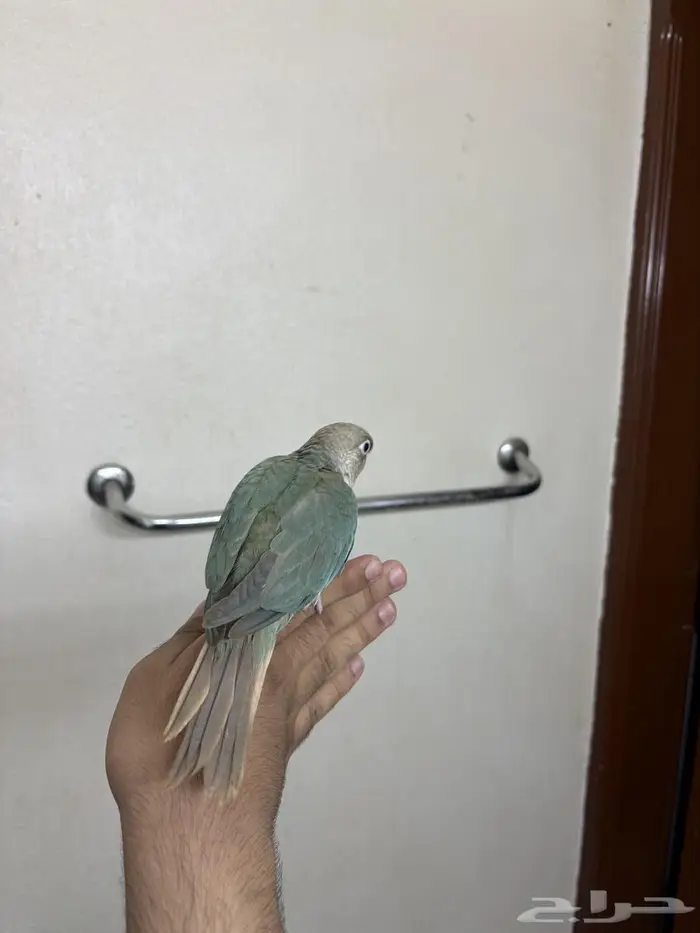 كنيور هدد ازرق 4