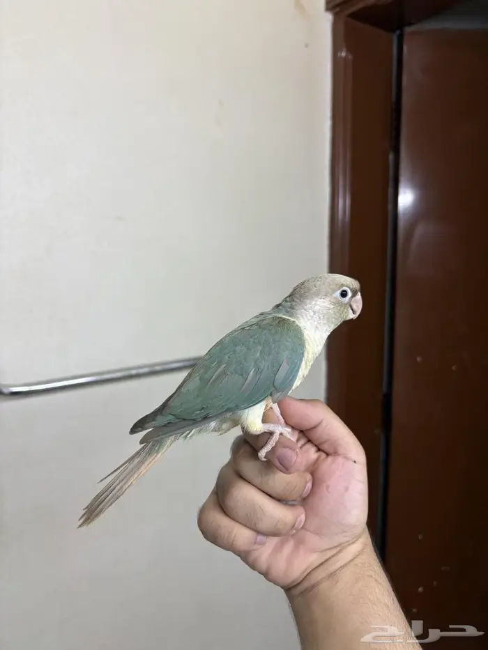 كنيور هدد ازرق 0