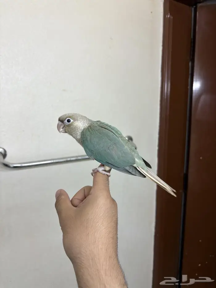 كنيور هدد ازرق 3