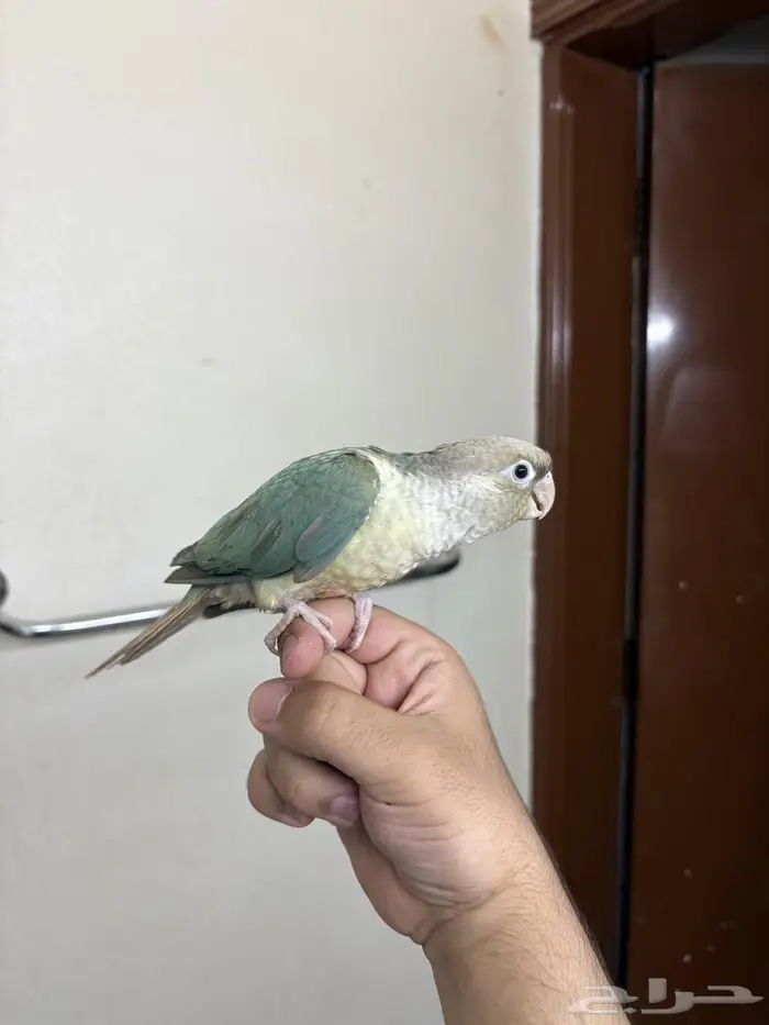 كنيور هدد ازرق 1