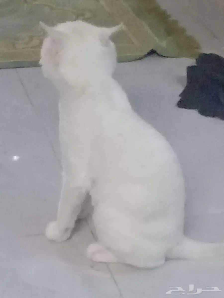 جازان 0