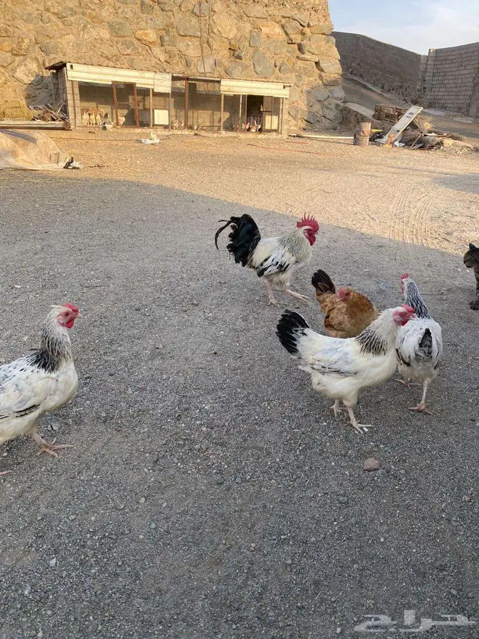 بيض براهما وفرنسي 4