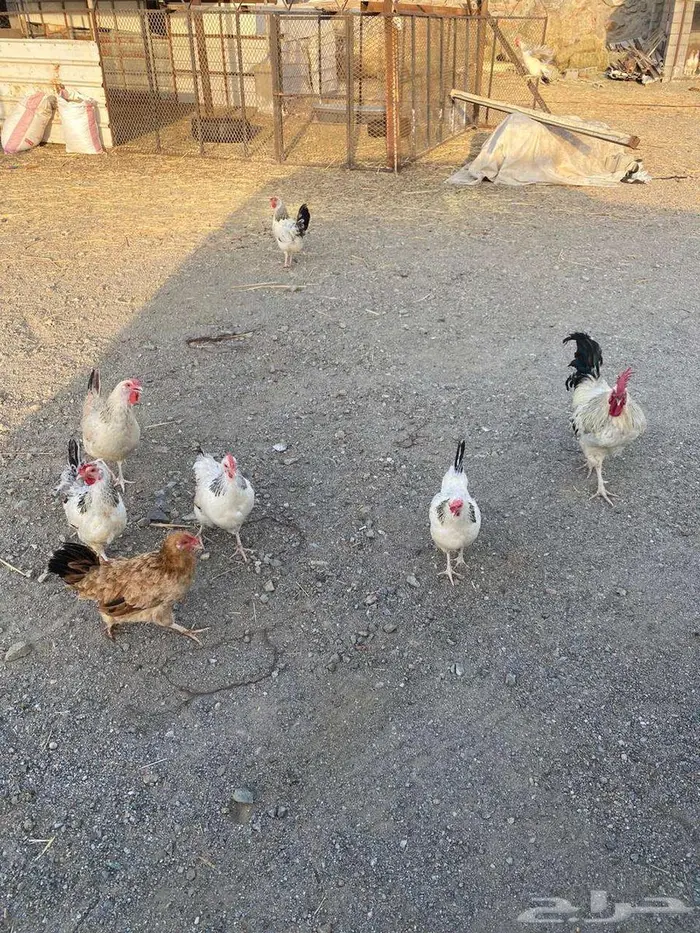 بيض براهما وفرنسي 5