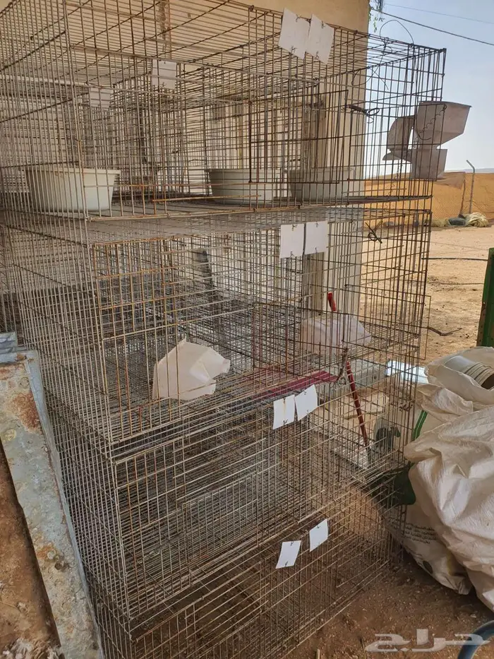 محاكر حمام 2