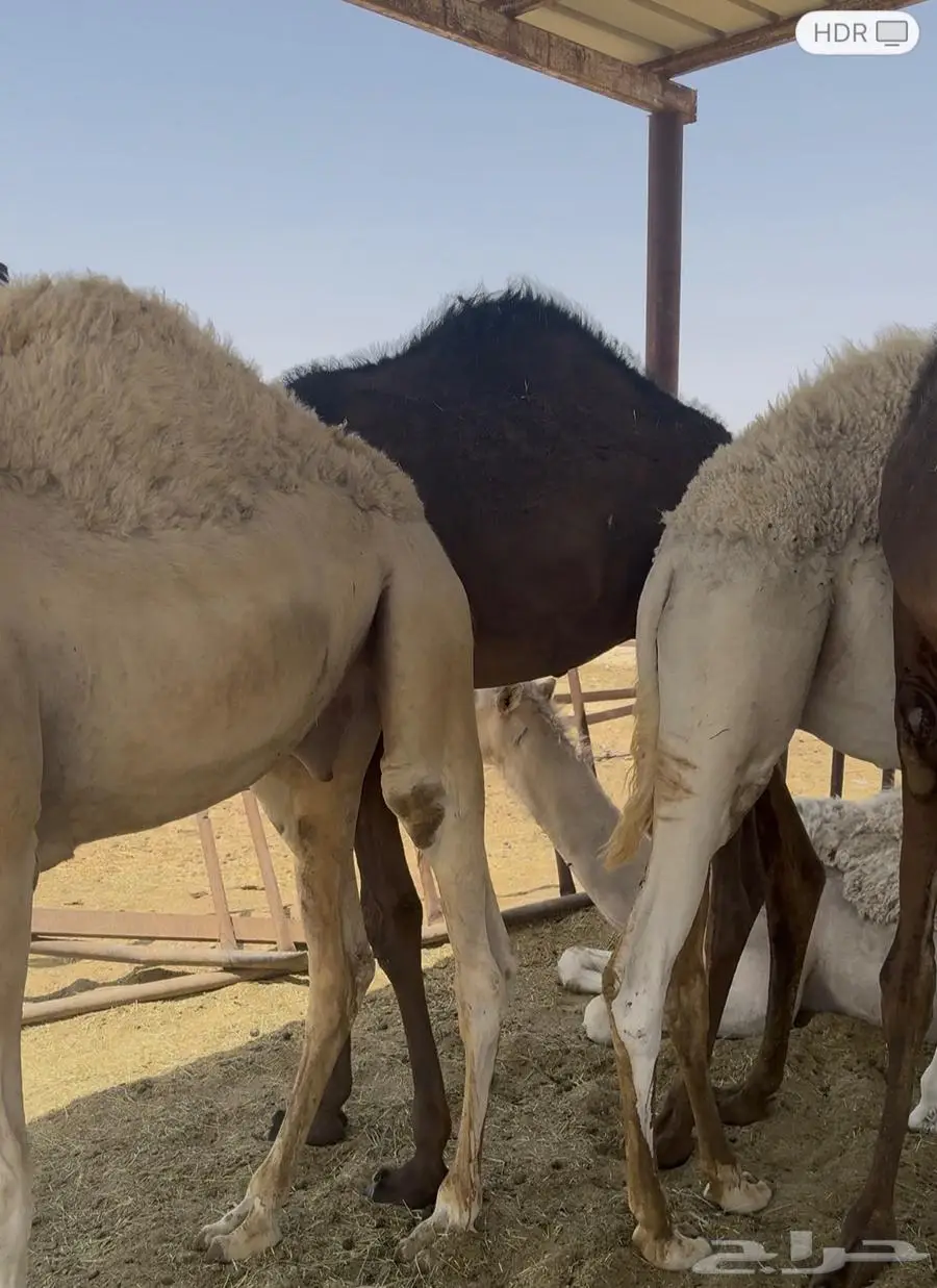 قعدان للبيع مفاريد 2