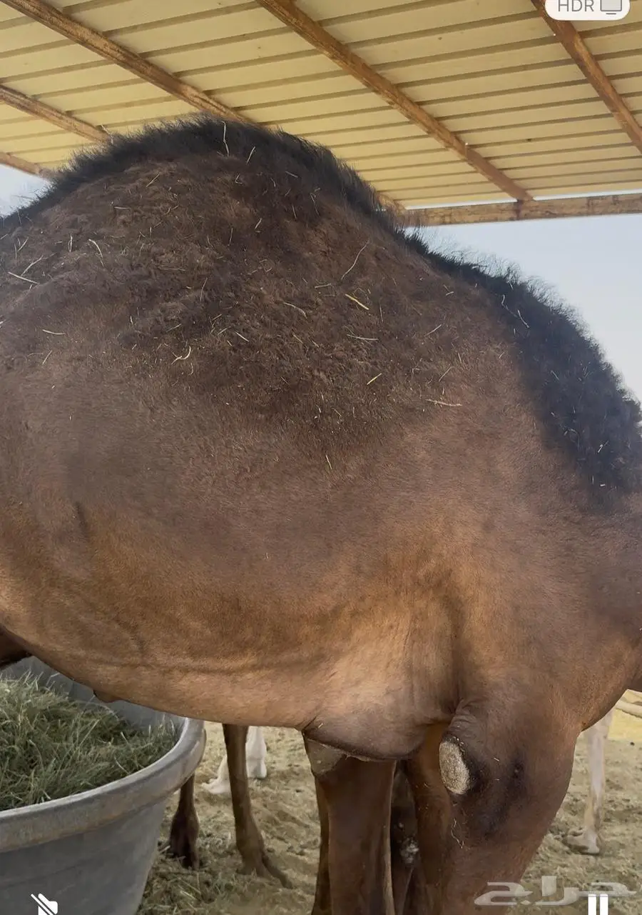 قعدان للبيع مفاريد 0