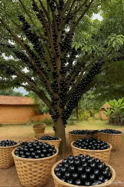 مزارع خبرة بالزراعة 0