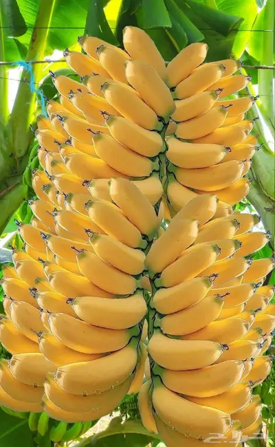 مزارع خبرة بالزراعة 15