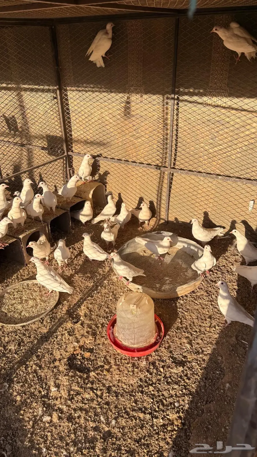 حمام فرنسي 0
