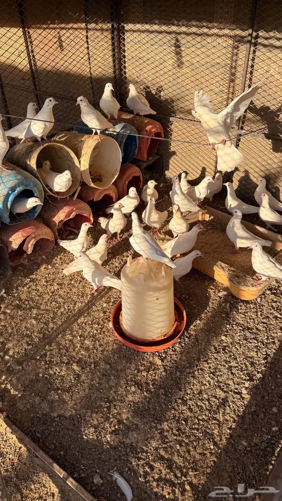حمام فرنسي 1