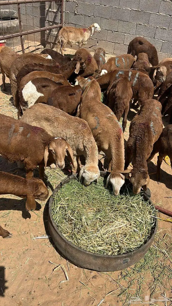 خرفان سواكن للبيع الاعمار من 3الى5 اشهر 1