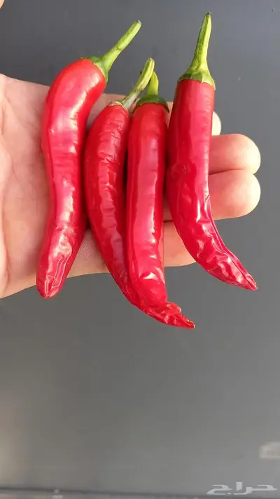 مزارع خبرة بالزراعة 16