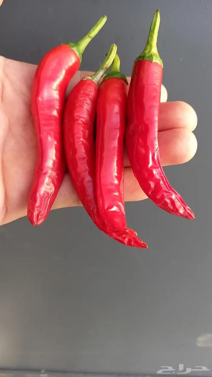 مزارع خبرة بالزراعة 16